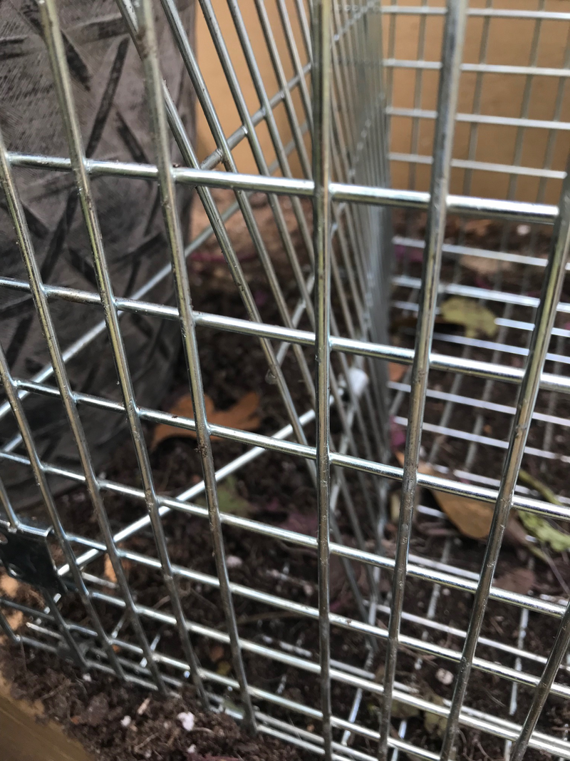 That’s the locking mechanism, bent beyond usefulness. Raccoons must be deadlifting in their free time.
